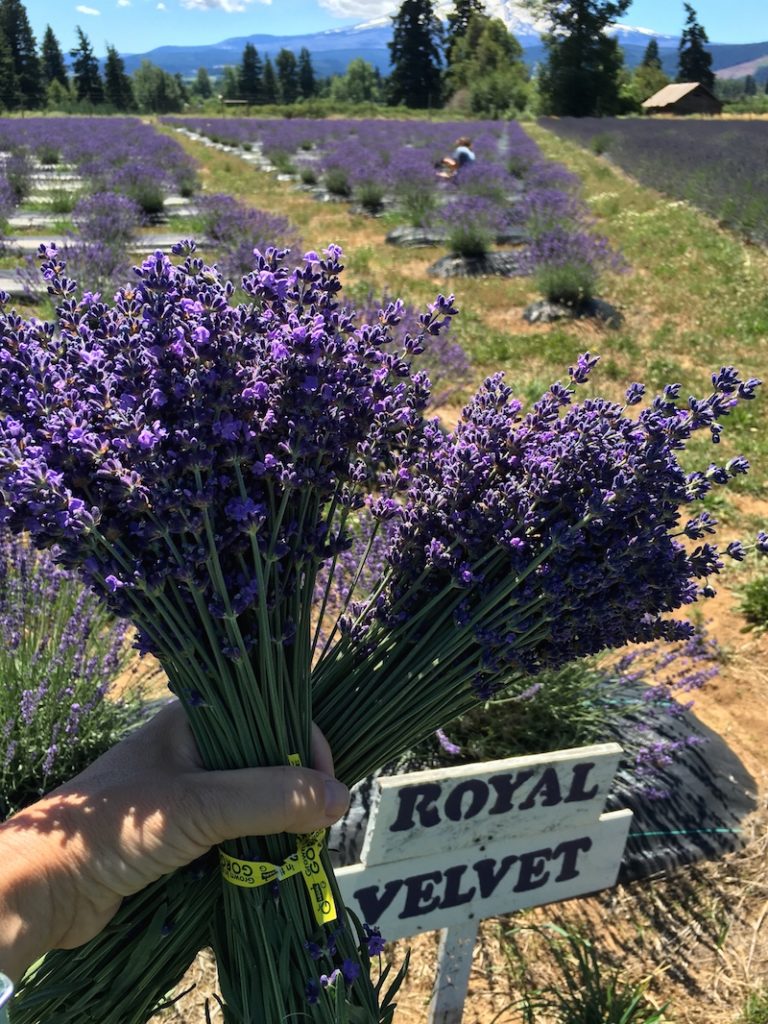 Pick lavender at the lavender farm when you explore Columbia River Gorge with kids. 