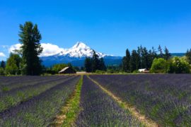 Mount Hood. Oregon Road Trip Itinerary