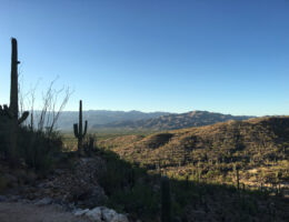 Sonoran Desert Landscape Tucson