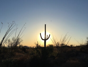 See the Saguaro: 9 Fun Things to Do in Saguaro National Park