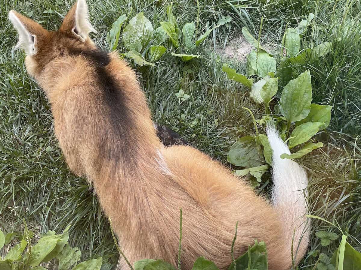 a red wolf at Endangered Wolf Center