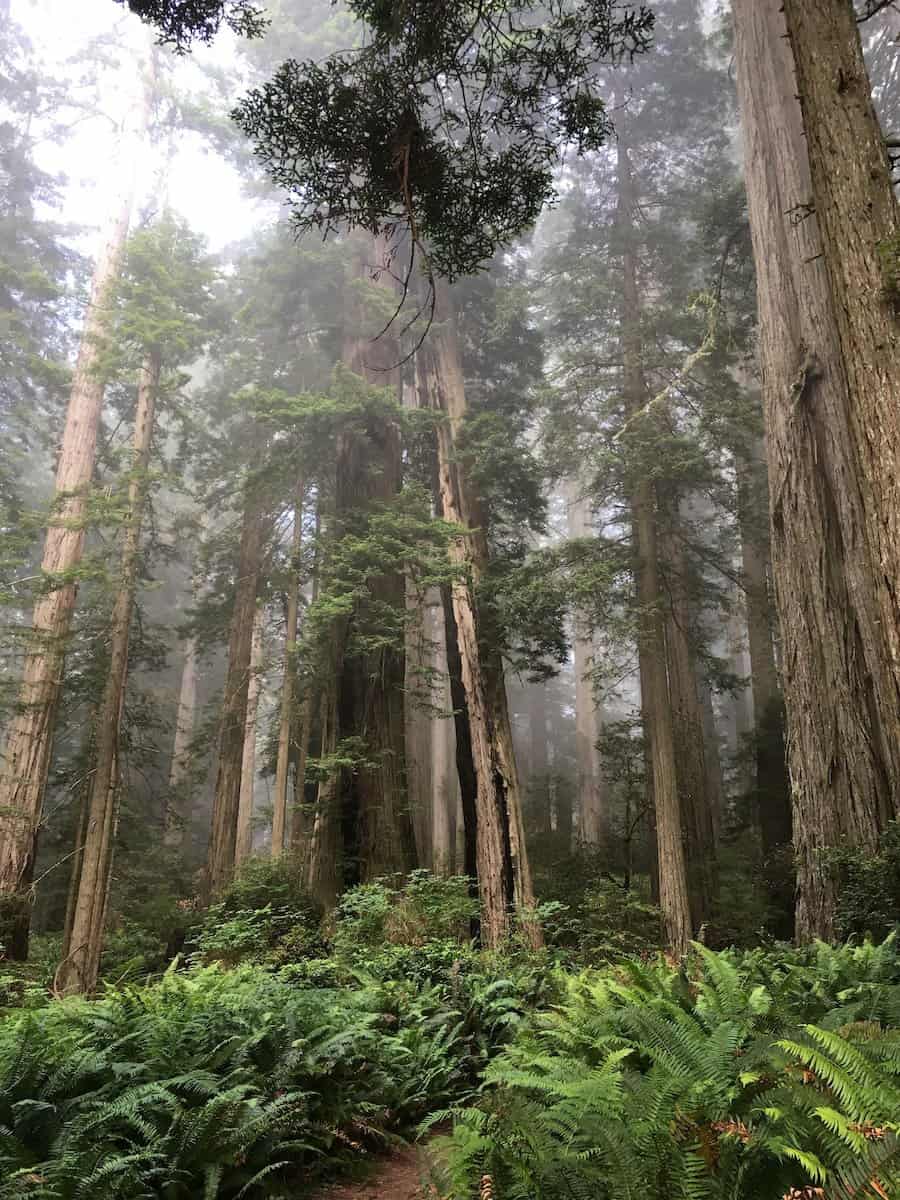 Redwoods with a carpet of ferns 