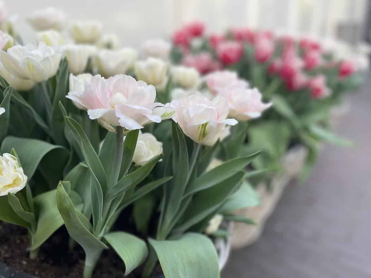 Dutch Tulips