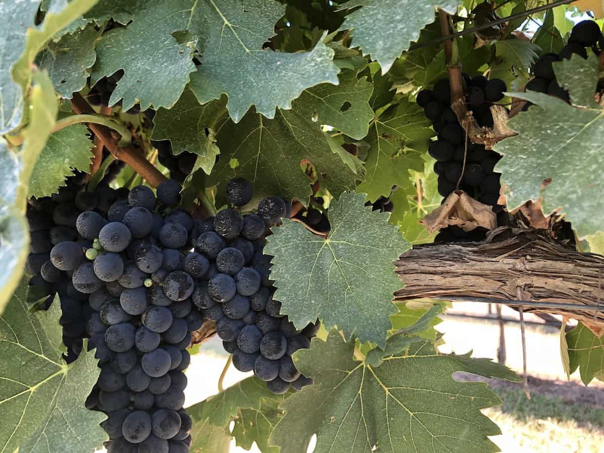 Texas grapes