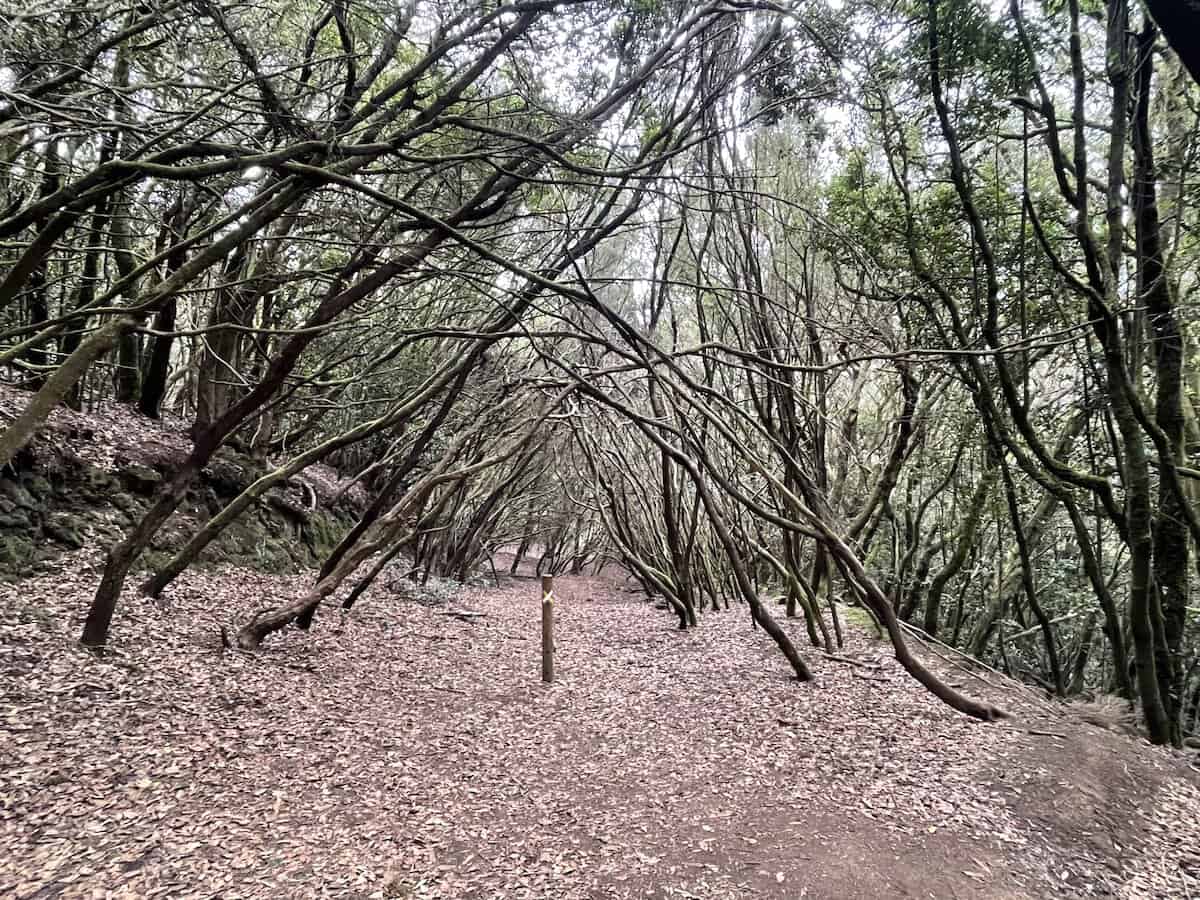 Forest of Enigmas Trail Anaga Preserve 