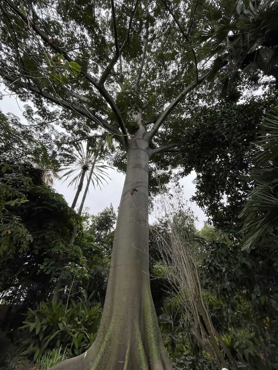 Moreton Fig in the Jardin Botanico