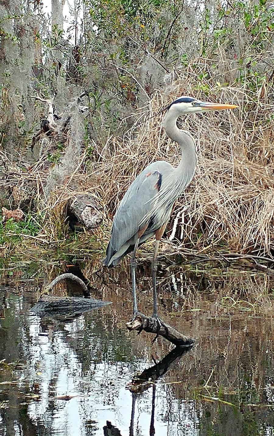 blue heron in the Okefenokee Swamp