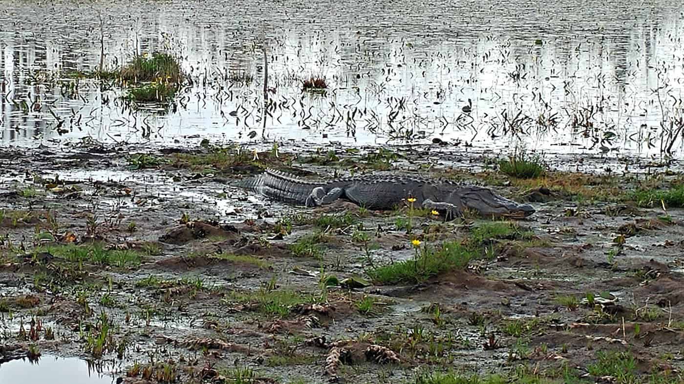 Okefenokee-swamp alligator